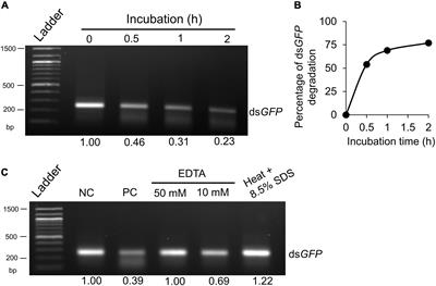 Cloning and Functional Characterization of a Double-Stranded RNA-Degrading Nuclease in the Tawny Crazy Ant (Nylanderia fulva)